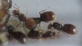 Lasius flavus multiple queens [upl. by Odelinda557]