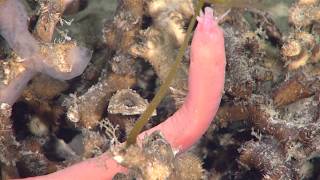 Creatures of the Deep Sea The Hagfish Myxini [upl. by Eenhpad995]