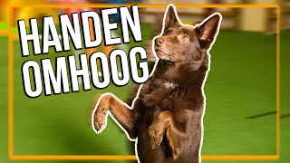 TRAIN JE HOND  Hoe leer je je hond HANDEN OMHOOG [upl. by Fidelity71]