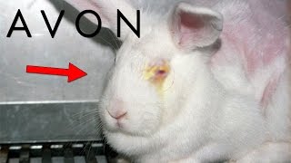 Los SECRETOS OCULTOS De AVON  ¿Realmente Usan Conejos [upl. by Bernstein]