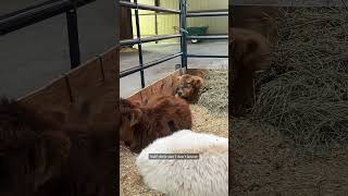 How did I end up with 3 mini cows highlandcattle babyanimals farmlife [upl. by Heydon]