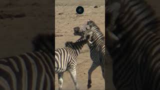 Epic Zebra Duel Two Males Battle for Dominance in Maasai Mara [upl. by Eliason]