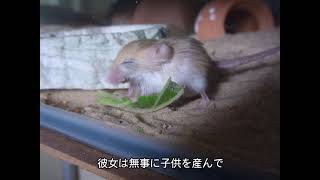 pygmy jerboa 出産準備！コミミごはん [upl. by Ahcropal211]