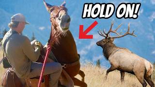 Can We Outsmart This Bull Elk 5 Day Trip [upl. by Aneerak425]