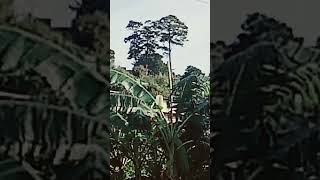 Extinct Tree that I found Baguio city in the Philippines [upl. by Arria]