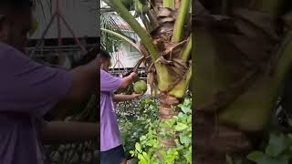 DWARF COCONUT TREE 🌴 shorts satisfying asmr coconut [upl. by Styles]