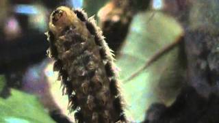 Puss Caterpillars Megalopyge opercularis [upl. by Earased]