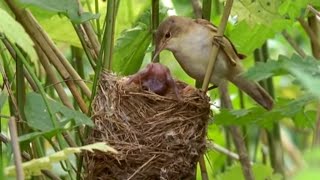 Big Brother Eviction Cuckoo Style  Natural World  BBC Earth [upl. by Enaj963]