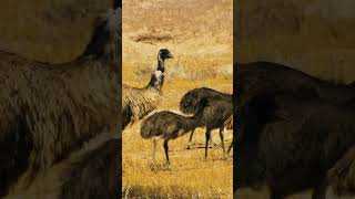 Unlocking Emu Enigmas Discovering the Hidden World of Australias Iconic Bird [upl. by Sidnak]