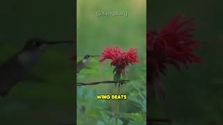 Hummingbirds have incredibly fast wingbeats [upl. by Bertine683]