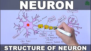 Neuron  Nerve Cell [upl. by Ettevad]