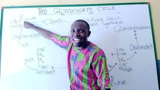 GLYOXYLATE CYCLE its theoretical explanation and metabolic pathway ADRENALINE D BAZUKA PROPHET [upl. by Kehoe]