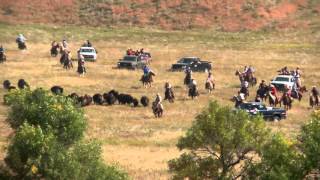 2015 Custer State Park Buffalo Roundup [upl. by Natie381]