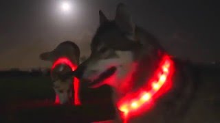 LED Dog Collars HaloLights™ [upl. by Levona]