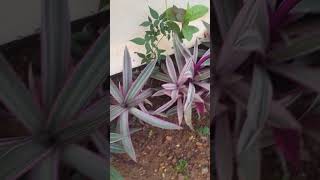 Rhoeo plant shortvideo shorts [upl. by Meeka]