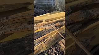 Why is Osage Orange lumber so expensive [upl. by Nerw]