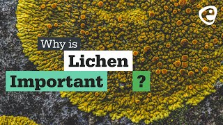 Why is Lichen important [upl. by Sucerdor]