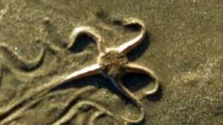 Brittle star crawling on the beach [upl. by Ludba]