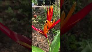 heliconia homegrown garden trendingshorts tamil gardentime [upl. by Mountford]