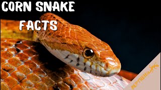 Corn Snake Facts Super Smart Terrifying and INCREDIBLY fascinating [upl. by Mazel]