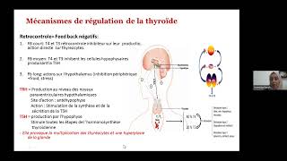 Pathologies de la thyroïde  diagnostic et prise en charge [upl. by Aniuqahs]