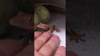 Cute crested gecko lizard giving a hand out of nowhere [upl. by Drageruaeb]