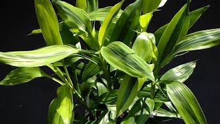 Dracaena Braunii  Ribbon Plant [upl. by Aserat]