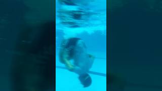 Front flip basita dametucosita music viralvideo swimmingclub pool funny swimmingpool [upl. by Hallam]