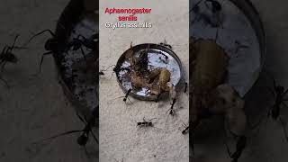 🐜 Aphaenogaster senilis amp Świerszcz kubański Gryllus assimilis [upl. by Naujik]