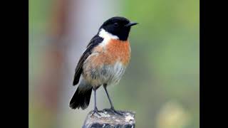 Stonechat call [upl. by Nolan]