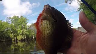 Bream Shellcracker And Catfish With Earthworms 2024 [upl. by Auhsuj]