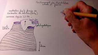 TH1 Ch1 formation des stromatolithes actuels et fossiles [upl. by Timothee]