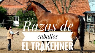 Razas de caballos el trakehner [upl. by Loss]