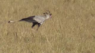 Secretary Birds [upl. by Oretna132]