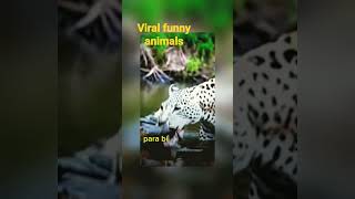 viral funny animal😁24jamvideoshortsyoutubeanimalspersahabatanhewan [upl. by Abeh244]