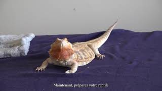 Comment faire une injection intramusculaire à un lézard ou à une tortue [upl. by Faruq223]