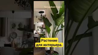 Растение которое любят все дизайнеры интерьера Стрелиция Николая Strelitzia Nicolai strelitzia [upl. by Eromle]