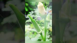 MEDICAGO FOOD or PLANT Ladys Finger GLARE HEALTHFUL TIPS [upl. by Shimkus582]