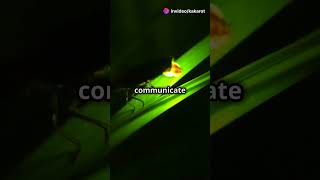 Nature in a Minute  Synchronizing Fireflies LightShow NatureWondersNatureFacts ExploreNature [upl. by Agni]