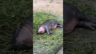 Moo Deng’s Daily Routine What a Pygmy Hippo Eats and How She Sleeps [upl. by Patsy317]