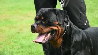 The Only Rottweiler from India to represent our country on the world stage Carnivous rottweilers [upl. by Irmina]