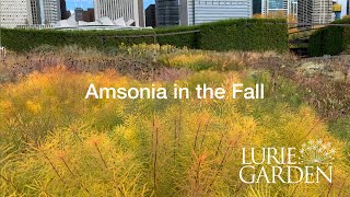 Amsonia in the Fall [upl. by Range]