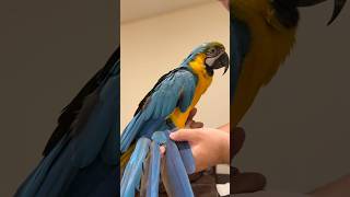 Blue and Gold Macaw Has Tail Pin Feathers Growing In [upl. by Jacquelyn42]