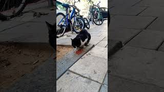 feedingstraycats catlover 😍😍😍😍😍😍😺 [upl. by Solahcin]