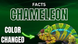 Top 10 Chameleon Facts  SA Facts Info [upl. by Oflunra]