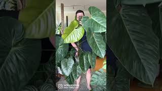 Philodendron sodiroi shorts houseplants indoorplants [upl. by Sheri]