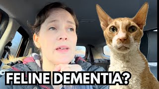 Im a cat behaviourist and my lovely cat has early feline dementia [upl. by Esilenna]