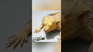 Feeding Your Bearded Dragon the WRONG Insects 9 [upl. by Bergstein]