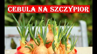 CEBULA NA SZCZYPIOR  DUŻE ZBIORY NAWET NA PARAPECIE [upl. by Noslien]