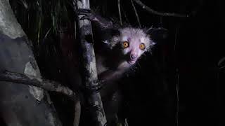 An encounter with an Aye Aye Daubentonia madagascariensis [upl. by Kelcey]